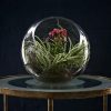 Terrariums Workshop
