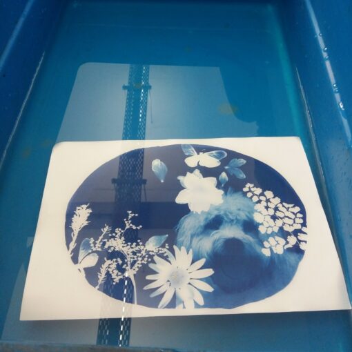 Cyanotype Workshop Flower Cafe example 3