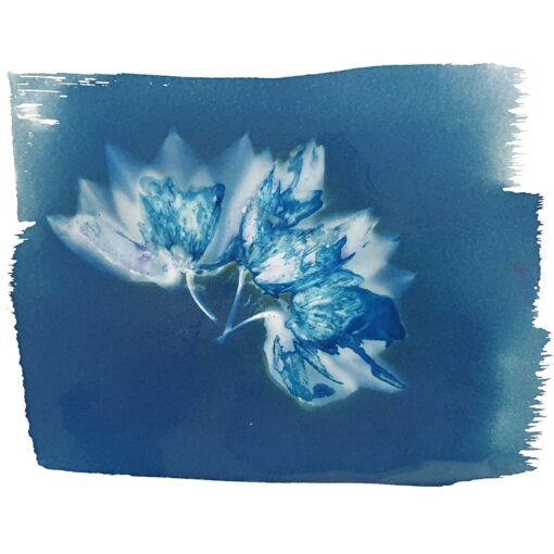 Cyanotype Workshop Flower Cafe example 4